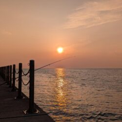 カレイ狙いでチヌ